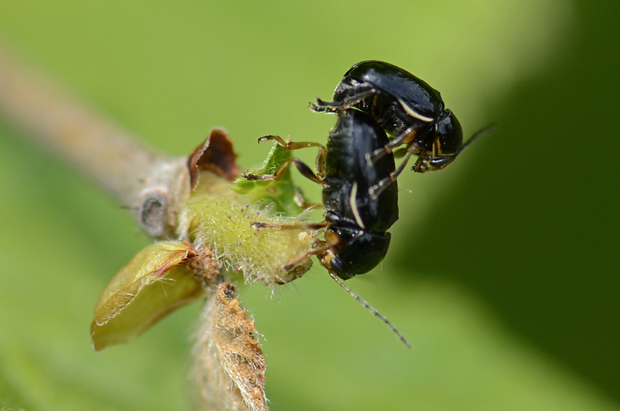 Cryptocephalus cfr flavipes